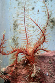 Feather Star (Antedon bifida) 
